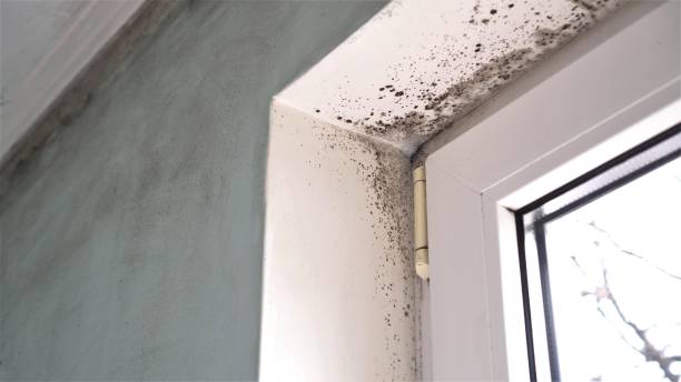 Best Office Mold Removal Services  in Ilchester, MD