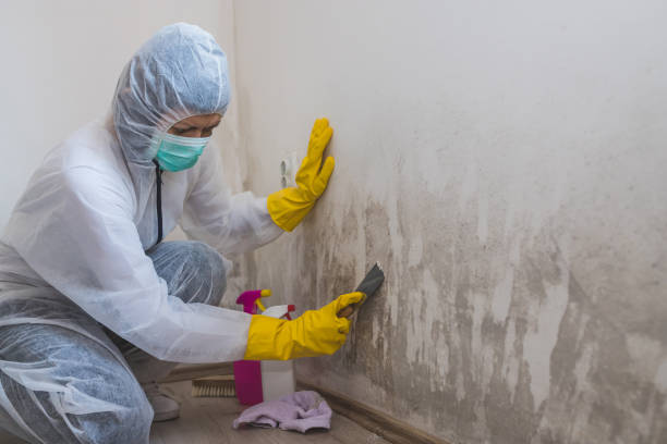 Attic Mold Removal in Ilchester, MD