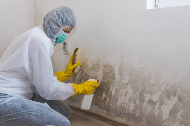 Best Mold Damage Repair  in Ilchester, MD