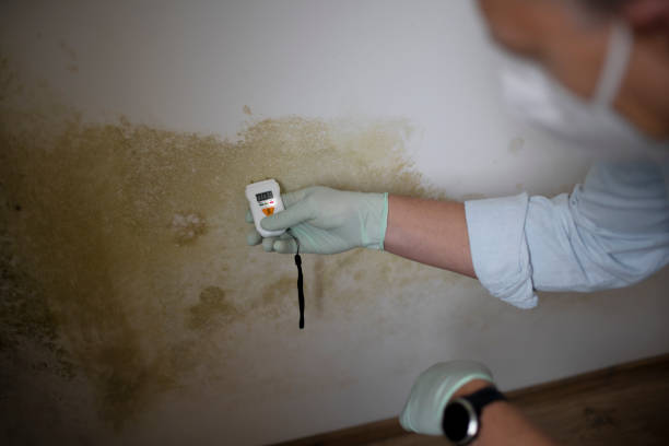 Best Crawl Space Mold Removal  in Ilchester, MD
