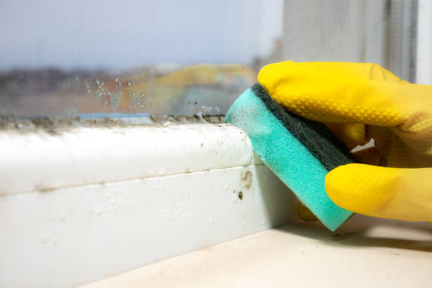 Best Office Mold Removal Services  in Ilchester, MD